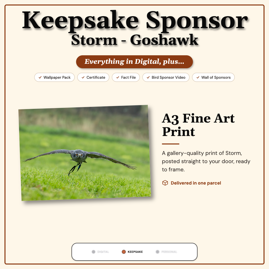 Sponsor Storm — Goshawk