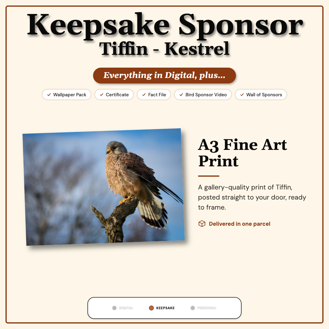 Sponsor Tiffin — Kestrel