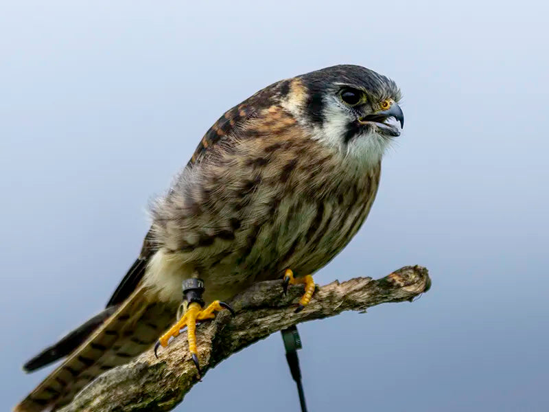 Sponsor Dottie — American Kestrel