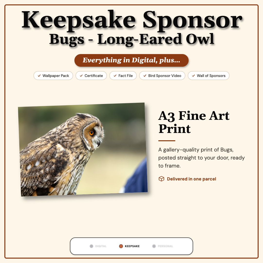 Sponsor Bugs — Long-eared Owl