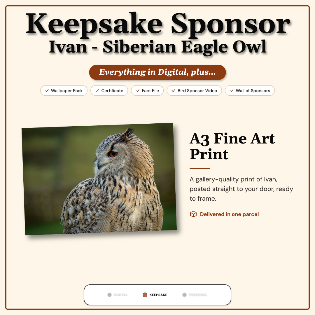 Sponsor Ivan — Siberian Eagle Owl