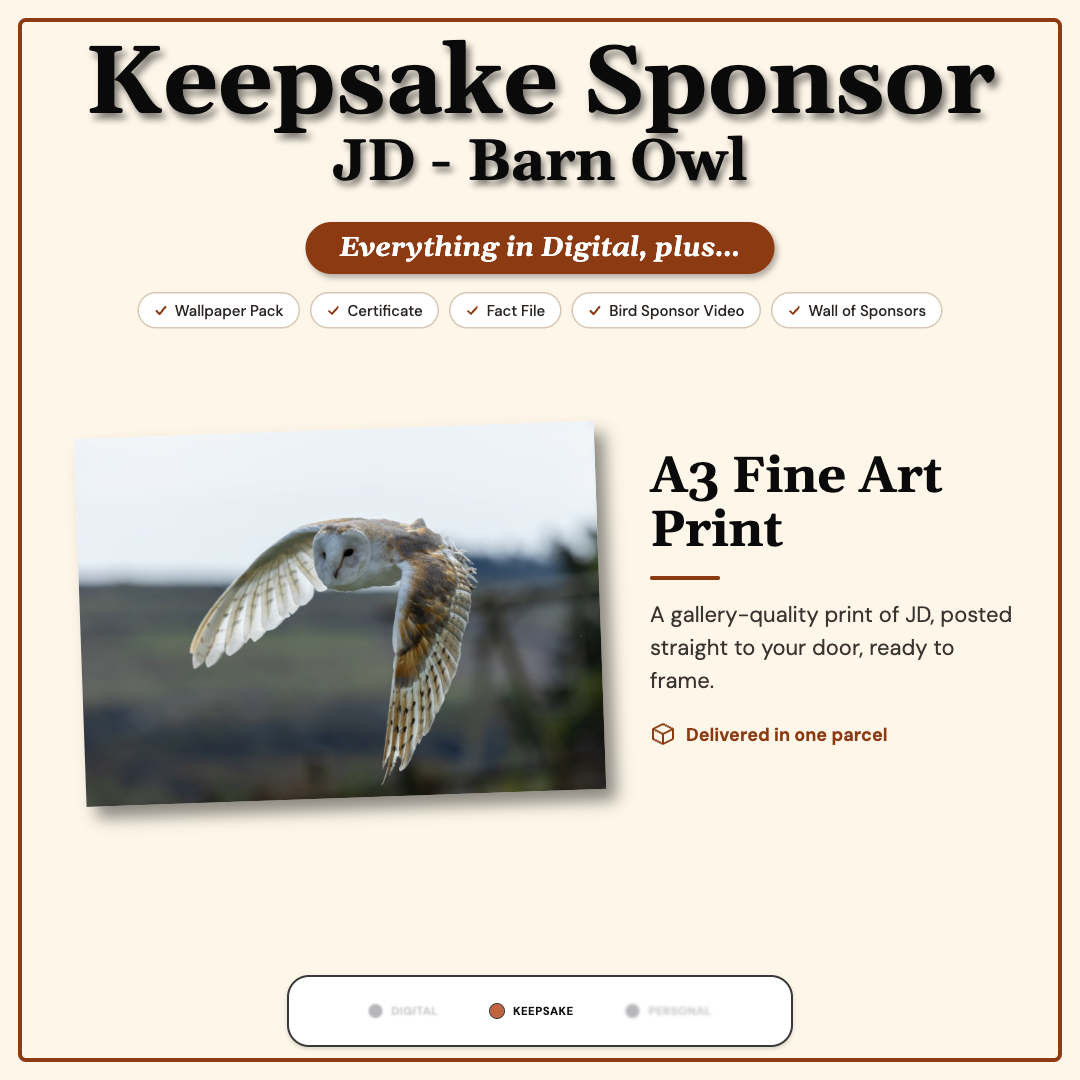 Sponsor JD — Barn Owl