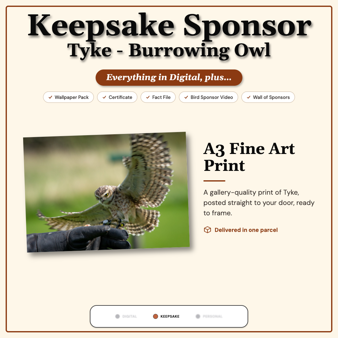 Sponsor Tyke — Burrowing Owl