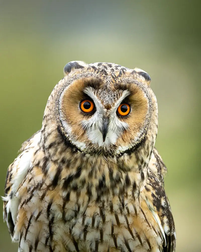 Bugs the Long-eared Owl