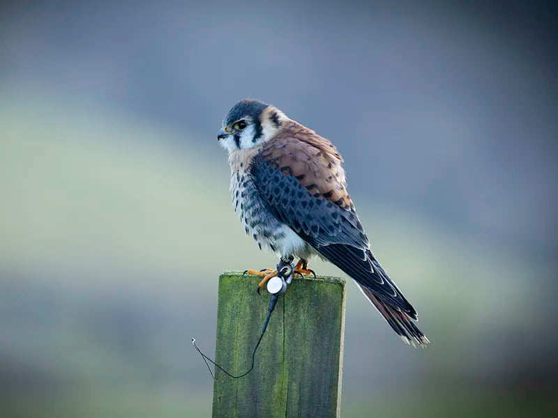Sponsor Diego — American Kestrel
