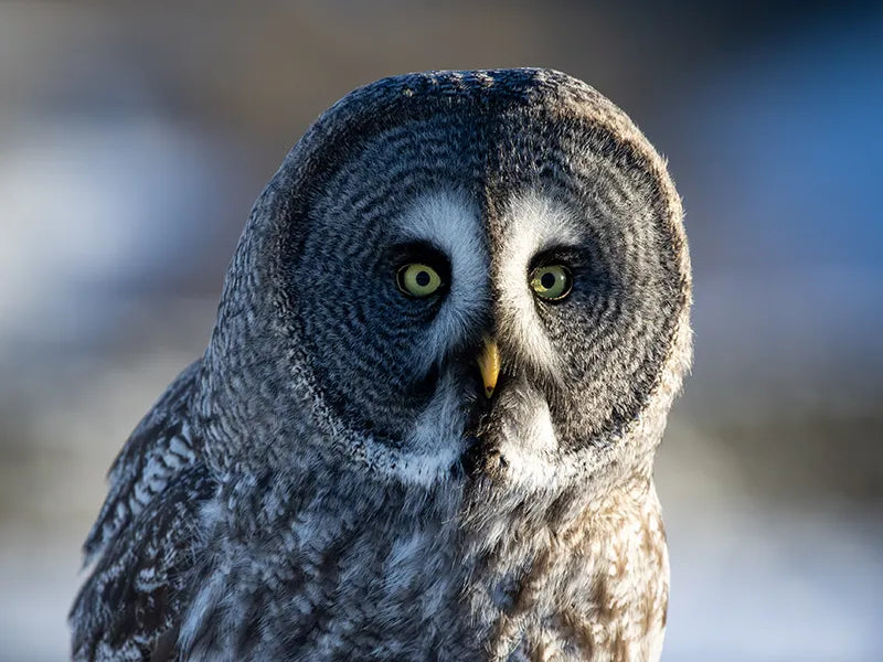 Sponsor Earl — Great Grey Owl