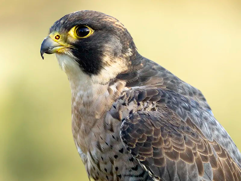 Sponsor Eric — Peregrine Falcon