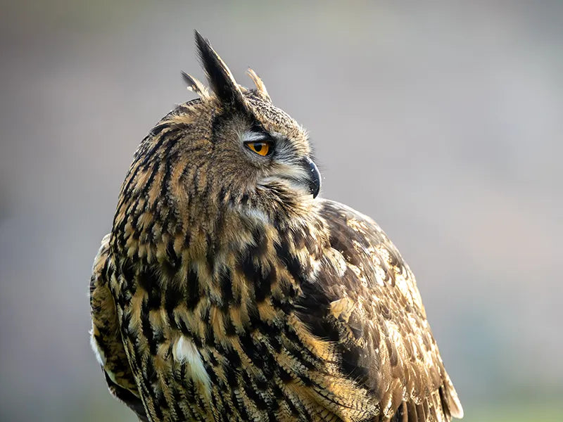 Sponsor Heidi — Eurasian Eagle Owl