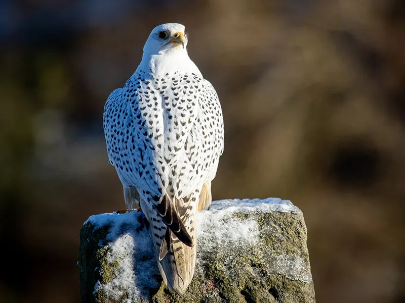Sponsor Hoggle — Gyr Falcon
