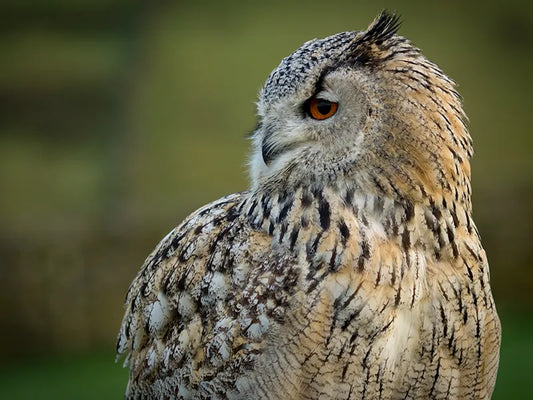 Sponsor Ivan — Siberian Eagle Owl