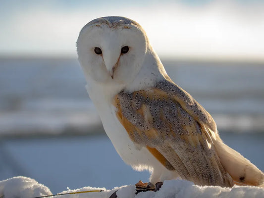 Sponsor JD — Barn Owl