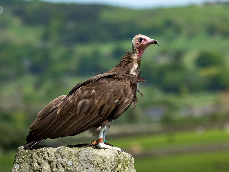 Sponsor Julianne — Hooded Vulture