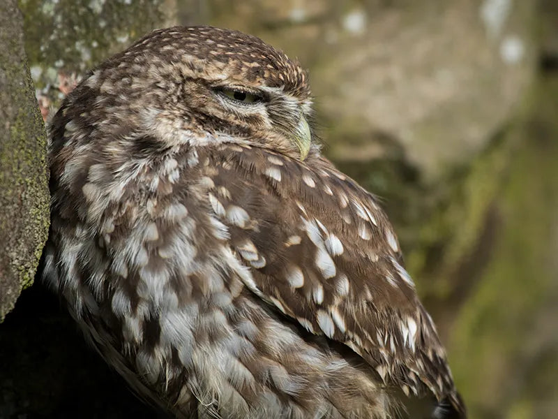 Sponsor Spud — Little Owl