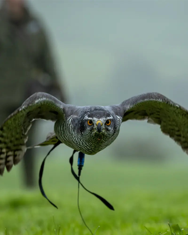 Storm the Goshawk