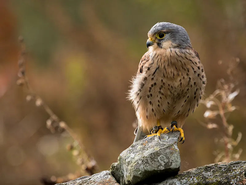 Sponsor Tiffin — Kestrel