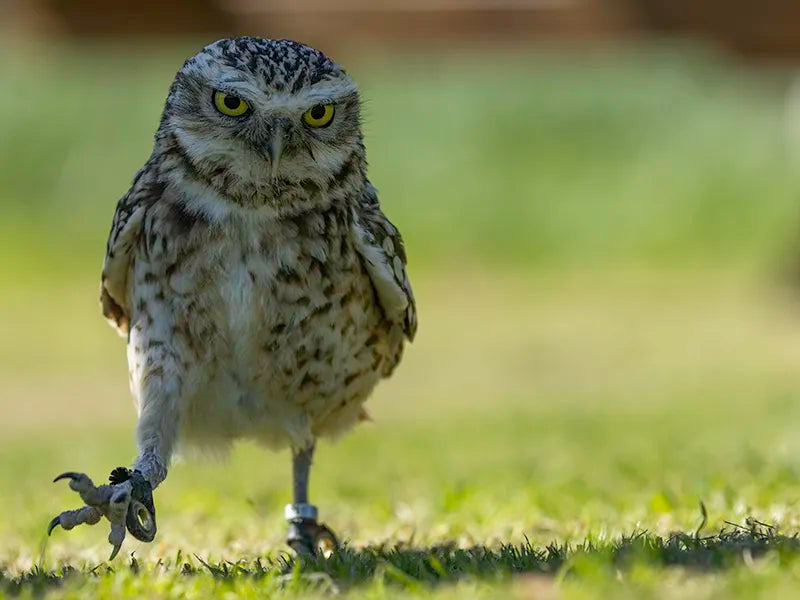 Sponsor Tyke — Burrowing Owl