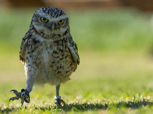 Sponsor Tyke — Burrowing Owl