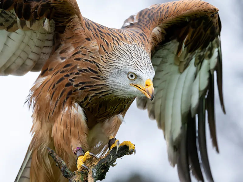 Sponsor Willow — Red Kite